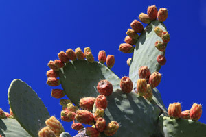 arizona