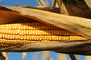 nebraska