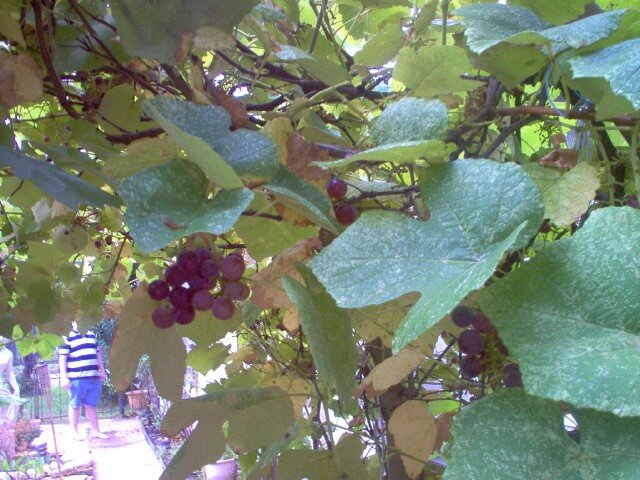 photo of Concord Grape Jelly