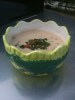 Cream Of Crawfish Soup