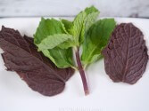 Chocolate Mint Leaves