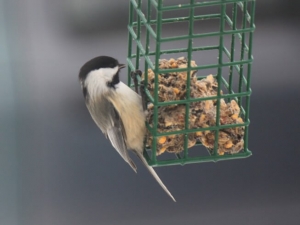 recipe for for the birds scrap pie