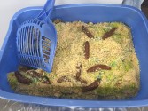 Kitty Litter Cake