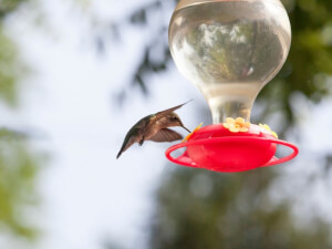 recipe for make your own hummingbird nectar