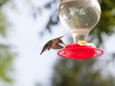 Hummingbird Nectar