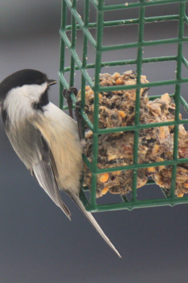 For the Birds: Scrap Pie Recipe