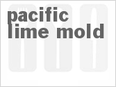 Pacific Lime Mold